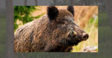 African swine fever decreases in pigs and wild boar in the EU during 2022