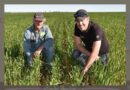 Trials show versatile new broadleaf herbicide a strong rotation option