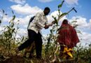 Increasing risk of hunger set to spread in hotspot areas as the Sudan crisis spills over into subregion and el Niño looms - warns new UN report
