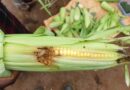 Study examines potential for collective action to fight fall armyworm with biological controls in rural Zambia
