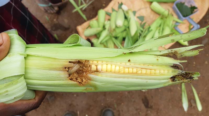 Study examines potential for collective action to fight fall armyworm with biological controls in rural Zambia