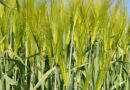 Protect barley green leaf area during longer daylight hours