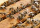 Apiculture weds Sustainable Agriculture: Tapping the unrealized potential and creating a win-win situation
