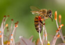 Three Neonicotinoid Insecticides confirmed by the EPA to be a threat to more than 200 endangered species