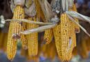 How to save corn crops in India from Aflatoxin