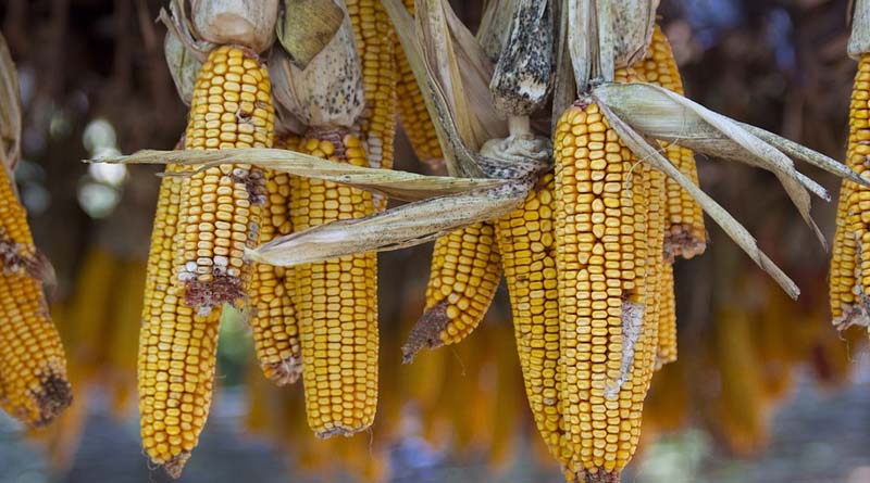 How to save corn crops in India from Aflatoxin