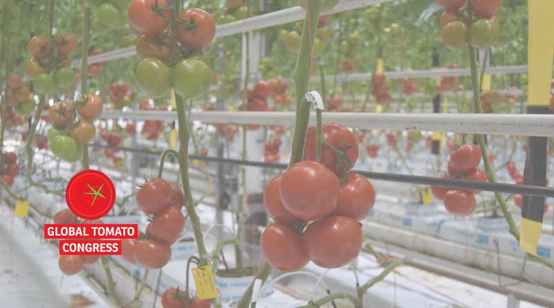 Visit us May 16 at the Global Tomato Congress in Rotterdam!