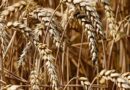 PVS Speaker urges farmers to shun the practice of wheat straw burning