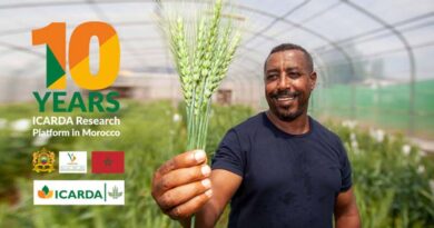 Icarda and the kingdom of morocco – celebrating a decade of the rainfed research platform