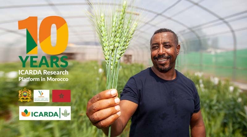 Icarda and the kingdom of morocco – celebrating a decade of the rainfed research platform