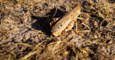 FAO warns of potentially devastating Moroccan Locust outbreak in Afghanistan’s wheat basket