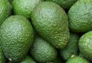 Regular insect monitoring reduces chemical application in Avocados