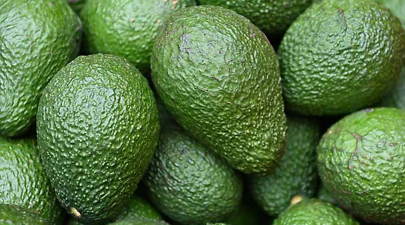Regular insect monitoring reduces chemical application in Avocados