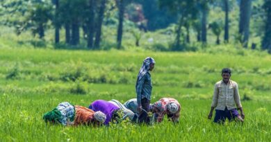 Decrease in area under Summer Crops in the country; Paddy down by 6 percent