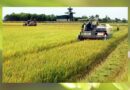 Vietnam's rice export turnover increases by 54.5% in the first 4 months of 2023