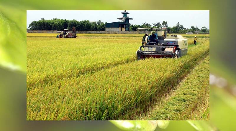 Vietnam's rice export turnover increases by 54.5% in the first 4 months of 2023