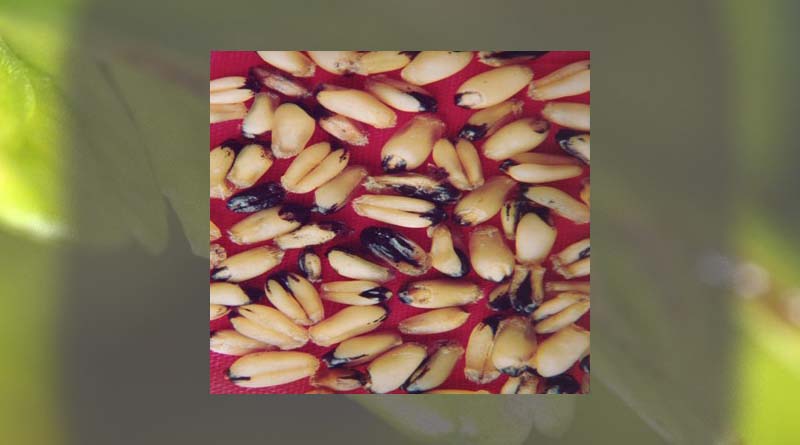 Preserve karnal bunt disease-free seed of wheat for next year: PAU urges farmers