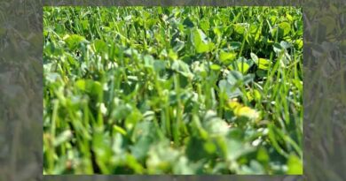 The czech republic’s interest in microclover® for lawns grows and we can understand why! Discover the benefits below