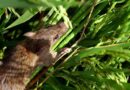 Integrated rodent management: rice production