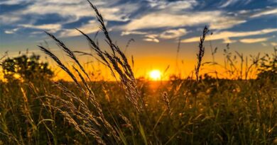 USDA's Ukrainian barley output estimates cause doubts