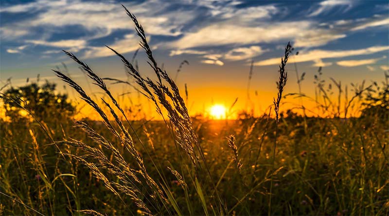 USDA's Ukrainian barley output estimates cause doubts