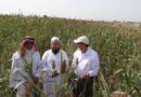 New ICRISAT-FAO Partnership to Support Saudi Arabia's Quest for Boosting Cereal Production