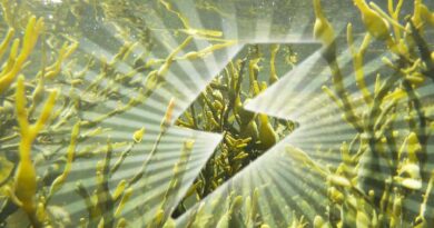 Seaweed: The Unsung Superhero