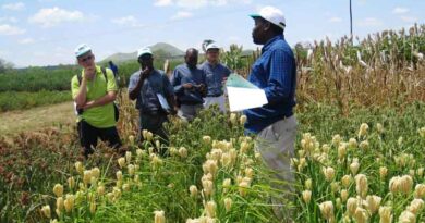 Finger Millet Genome Breakthrough to Help Safeguard Food Security