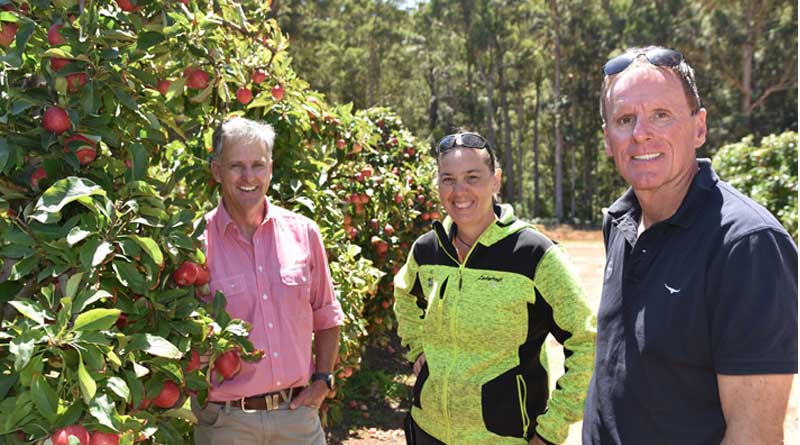 South West WA orchards beat rising weevil damage