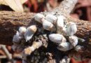 Control of scale insects in fruit trees