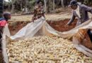 FAO Food Price Index declines in May
