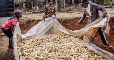 FAO Food Price Index declines in May