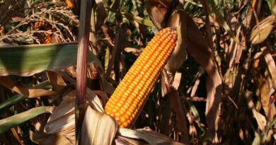 Risks of GMO crops under the microscope in Kenyan study