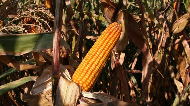Risks of GMO crops under the microscope in Kenyan study
