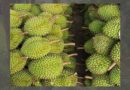 Durian exports continue to grow