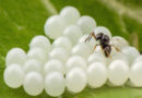 Samurai wasp has minimal impact on native stink bugs, new CABI-led study confirms