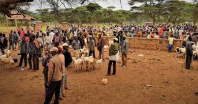 Beyond milk and meat: prioritizing traits that matter to pastoralists in ethiopian goat breeding programs