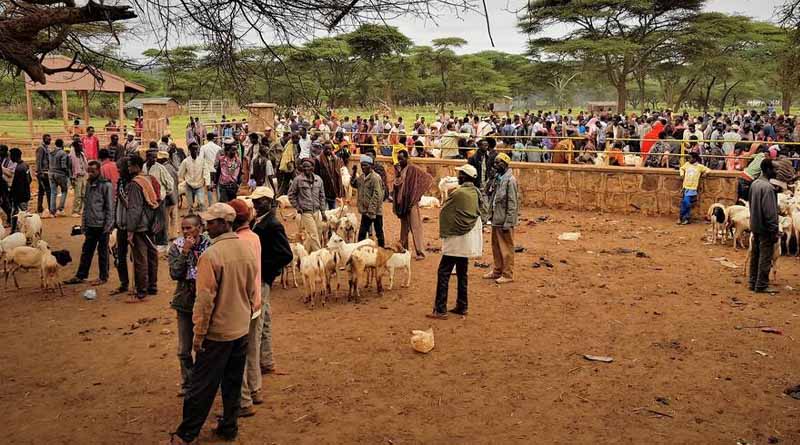 Beyond milk and meat: prioritizing traits that matter to pastoralists in ethiopian goat breeding programs