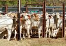 Australia's May live cattle exports at three-year high