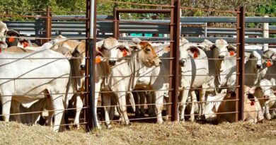 Australia's May live cattle exports at three-year high