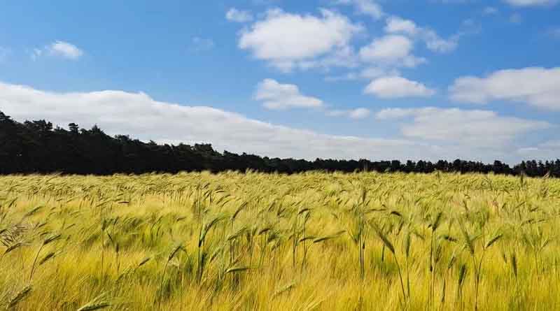 Hybrid barley adds up to more than just high yield