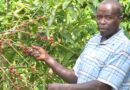 Uganda seeks to bring more smallholder farmers into money economy with new strategy