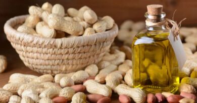 New High Oleic Acid Groundnut Variety with High Yield Potential Released in Gujarat