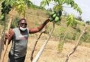 New study reveals willingness of papaya farmers in Kenya to reduce pesticide use