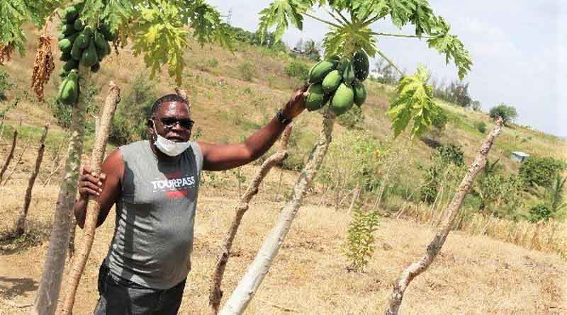 New study reveals willingness of papaya farmers in Kenya to reduce pesticide use
