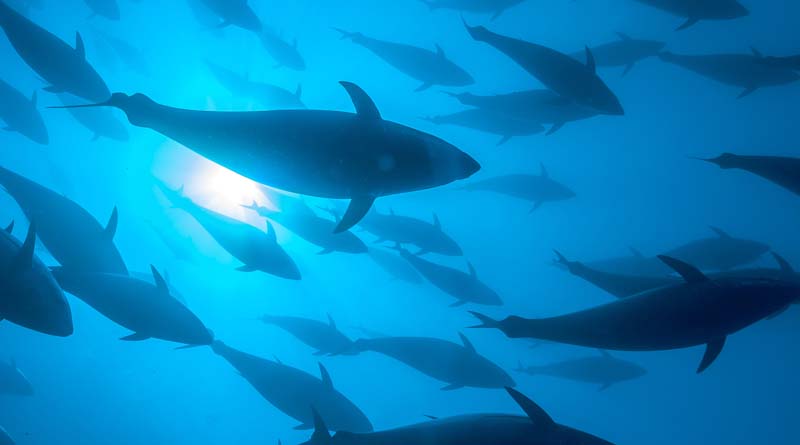 FAO set to support implementation of landmark treaty for conservation and sustainable use of marine biodiversity on high seas