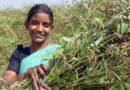Pioneering Pigeonpea Project Unveiled in India