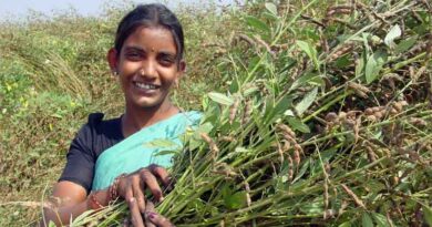Pioneering Pigeonpea Project Unveiled in India