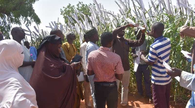 Partners from Niger and Chad trained on Seed production at ICRISAT Niger