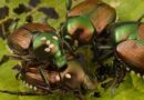 CABI to investigate using parasitic fly as a classical biological control agent against Japanese beetle